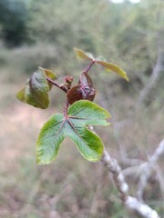 Nettlespurge Plant with Lush Green Leaves.