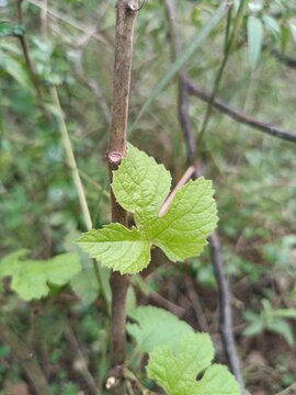 Vitis ficifolia &ndash; Fig-Leaf Grape Vine in Natural Splendor.
