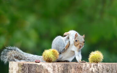 Grey squirrel scratching near sweet chestnuts on a tree stump in autumn