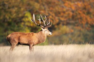 Red deer stag standing in grass during the rut in autumn