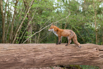 Red fox standing on a tree in a forest
