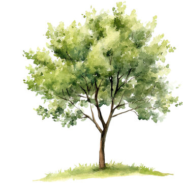 Tree watercolor isolated on a transparent background, empty blank png background