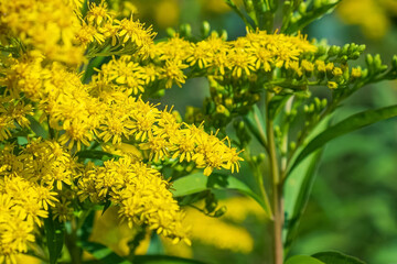 Goldenrod. Flower. A yellow flower of the Asteraceae family, a flowering plant.