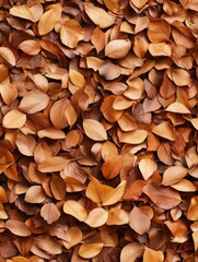 Autumn Leaves Ground Cover - Fallen leaves, autumn colors, nature texture, seasonal background, earthy tones.