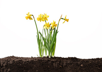 Narcissus flower with soil isolated on white background © Vaceslav Romanov