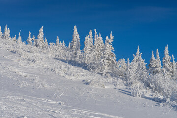 Winter landscape with snow-covered fir trees on a mountain slope against a blue sky.