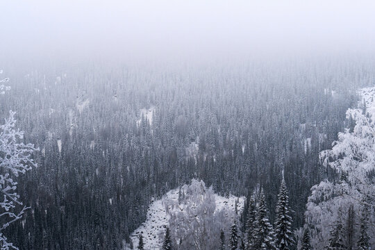 A mountainside covered with forest disappearing into the fog.