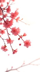 Cherry Blossom Red Sun Wallpaper with Minimalist Ink Art Tree Design for Japanese Aesthetic Lovers .


