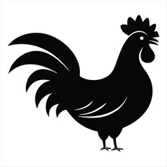 rooster isolated on white background