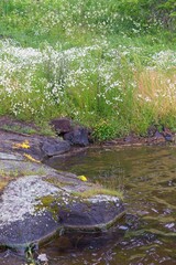 Valaam Island, Russia, July 12, 2024. Stones in the coastal water of the lake.                               