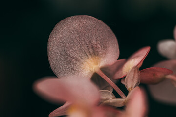 Pink Petal
