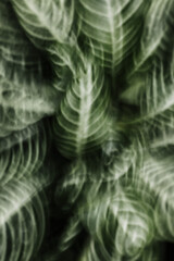 Obraz premium green background