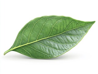 Obraz premium Fresh Olive Leaves: Isolated Green Foliage for Culinary and Nutritional Inspiration