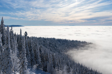 Fir trees on the top of the mountain above the clouds. Aerial view of winter landscape.