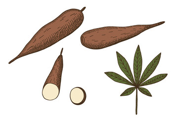 Vector colored set with Cassava vegetable on isolated background. Hand drawn engraved tubers and leaves of tropical plant Manihot esculenta. Food illustration for label, logo, card, wrapping, sign