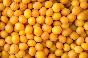 Harvested Apricots on Branch. Closeup View of Ripe Fruit in Lush Orchard Setting