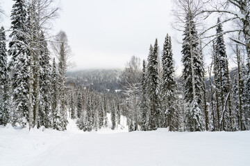 Empty ski slope in the middle of a forest in the mountains.