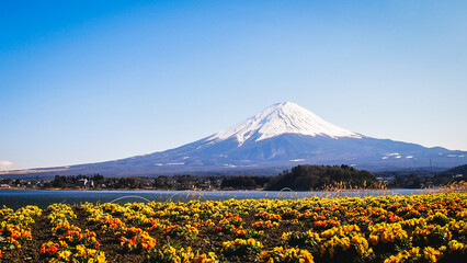 Ponto turístico Japão - Oishi Park - vista do monte Fuji com o lago Kawaguchi