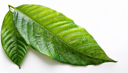 Large green tropical leaf with detailed veins on a white background