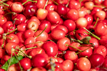 freshly harvested cherries in spring, texture background for seasonal fruit concept