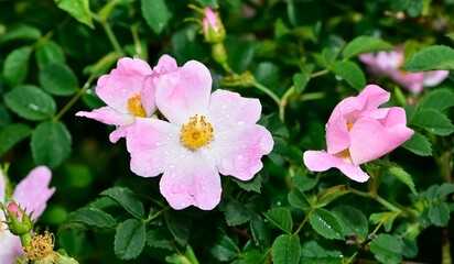 Fototapeta premium Natural flowers growing in rural areas. rosehip flower photos.