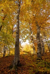 rural areas and landscapes. Autumn season and photos of trees and forests with yellowed leaves.