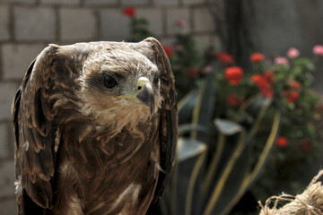 red tailed hawk