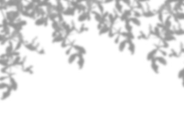 Obraz premium Realistic black shadow overlay effect of blurred natural leaf on transparent background. Tree branch leaves shadow. gray shadow and light effect. Summer spring mockup design elements, PNG