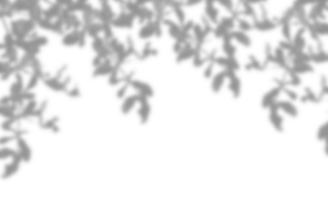 Realistic black shadow overlay effect of blurred natural leaf on transparent background. Tree branch leaves shadow. gray shadow and light effect. Summer spring mockup design elements, PNG