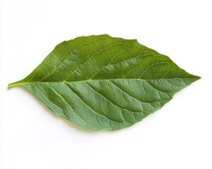 Obraz premium Fresh Basil Leaves Isolated on White Background with Full Depth of Field for Culinary Inspiration