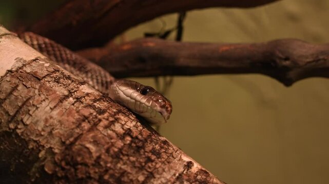 Snake Python resting and coiled itself in the nest. Python snake curled up and sleep in the zoo under warm light. Large snake living in the jungle and feeding on big animals.