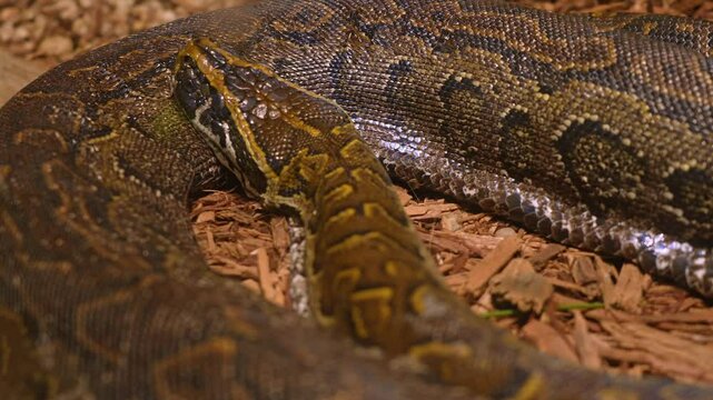 Snake Python resting and coiled itself in the nest. Python snake curled up and sleep in the zoo under warm light. Large snake living in the jungle and feeding on big animals.