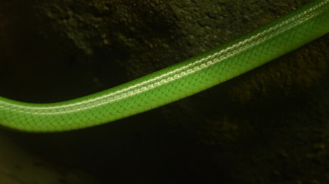 Red tailed racer, Gonyosoma oxycephalum snake slithering on the branch. Closeup macro detail view of Green Rat Snake head and eyes. Red-tailed green ratsnake, arboreal ratsnake is non-venomous snake.