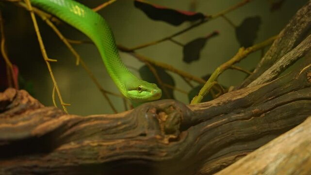 Red tailed racer, Gonyosoma oxycephalum snake slithering on the branch. Closeup macro detail view of Green Rat Snake head and eyes. Red-tailed green ratsnake, arboreal ratsnake is non-venomous snake.