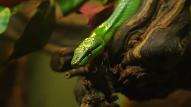 Red tailed racer, Gonyosoma oxycephalum snake relaxing on the branch and looking at the camera. Closeup macro detail view of Green Rat Snake head and eyes. Arboreal ratsnake is non-venomous snake.