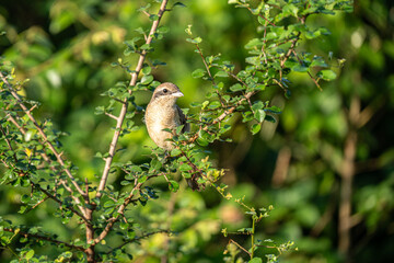 Bird (Brown shrike, Lanius cristatus) mainly brown on the upper parts and the tail is rounded the black mask and has a white brow over it perched on a tree in a nature wild