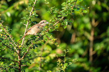 Bird (Brown shrike, Lanius cristatus) mainly brown on the upper parts and the tail is rounded the black mask and has a white brow over it perched on a tree in a nature wild