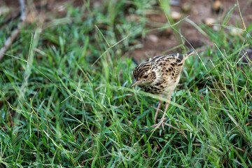 Eurasian skylark foraging on the ground