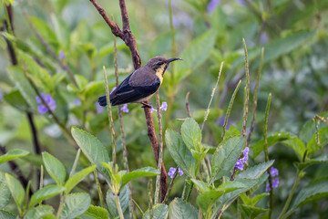 purple rumped sunbird resting on tree branch.