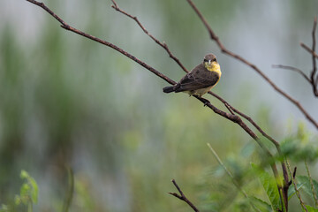 purple rumped sunbird resting on tree branch.