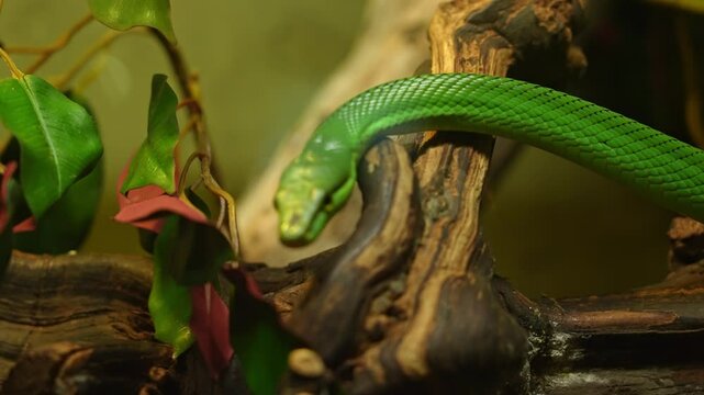 Red tailed racer, Gonyosoma oxycephalum snake slithering on the branch. Closeup macro detail view of Green Rat Snake head and eyes. Red-tailed green ratsnake, arboreal ratsnake is non-venomous snake.