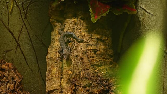 Anolis roquet or Martinique anole, savannah anole is species of lizard. Found in Caribbean islands. Exotic pet and hobby.
