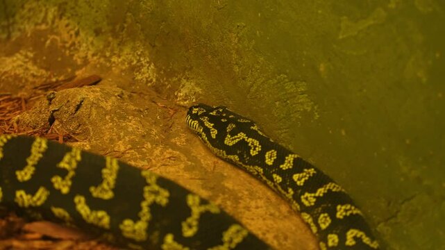 Snake Python resting and coiled itself in the nest. Python snake curled up and sleep in the zoo under warm light. Large snake living in the jungle and feeding on big animals.