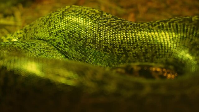 Glossy texture of real live snake or python skin, dragon creature beast scales background. Snakes slowly breathing. Serpent close-up and reptile in motion. Shiny natural exotic animal scales pattern.
