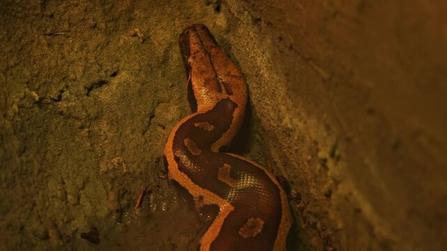 Snake Python resting and coiled itself in the nest. Python snake curled up and sleep in the zoo under warm light. Large snake living in the jungle and feeding on big animals.