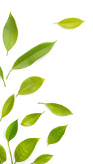 Fototapeta premium Green flying leaves isolated on white background with place foe text. Fresh tea, air purifier, organic, vegan, eco or beauty product concept design, simple style