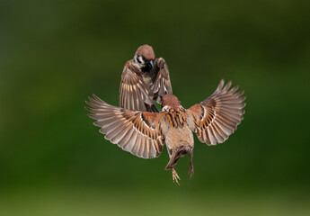 battle of birds sparrows spreading wings in flight in summer garden