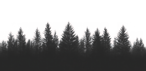 PNG Misty forest silhouette, serene nature 
