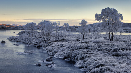 Frozen trees Rannoch Moor landscape