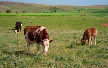 Peaceful cows grazing in a green pasture. The central brown and white cow is complemented by a brown calf in the background.